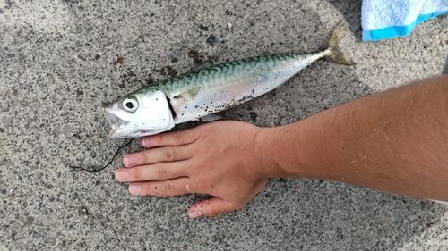 サバの釣果