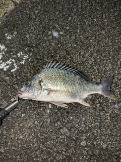キビレの釣果