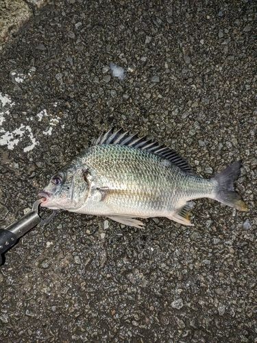 キビレの釣果