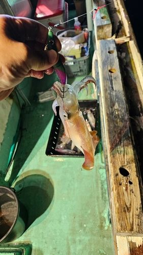 ケンサキイカの釣果