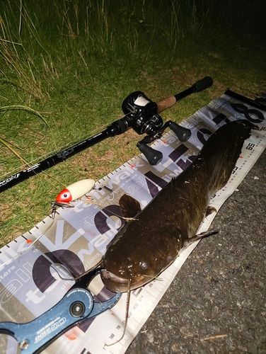 ナマズの釣果