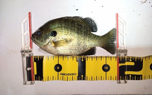 ブルーギルの釣果