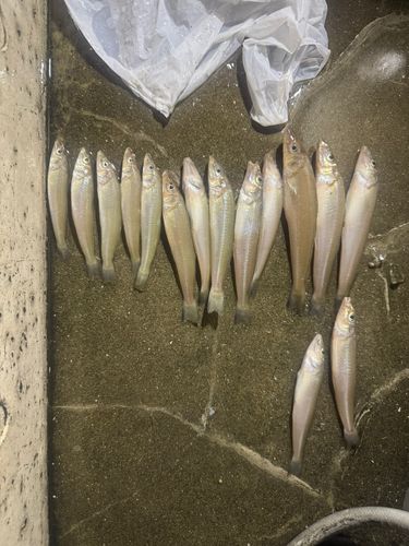 キスの釣果