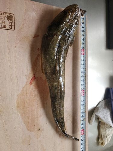 マゴチの釣果