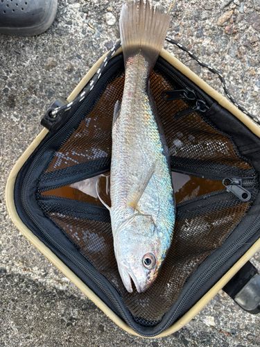 イシモチの釣果