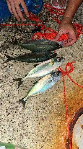 マアジの釣果