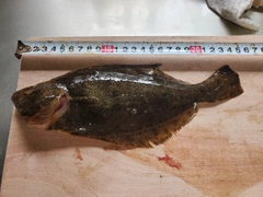 ソゲの釣果