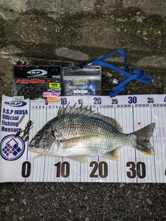 キビレの釣果