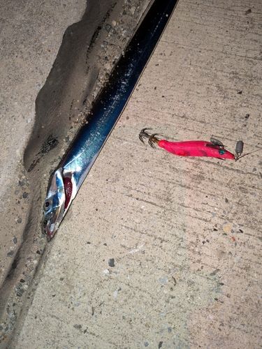 タチウオの釣果