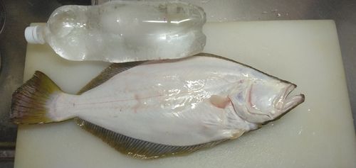 ヒラメの釣果