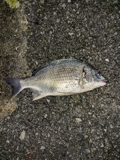 キビレの釣果