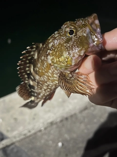 カサゴの釣果