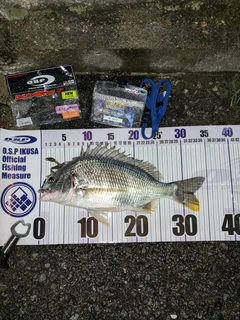 キビレの釣果