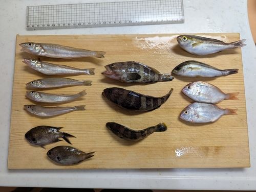 キスの釣果