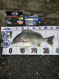 キビレの釣果