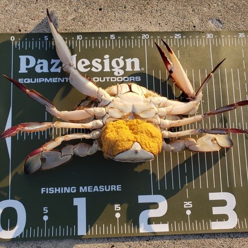 ワタリガニの釣果