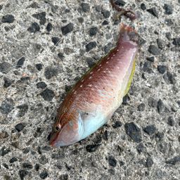 アカササノハベラ