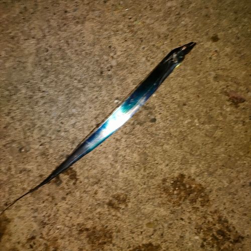 タチウオの釣果