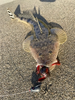 マゴチの釣果