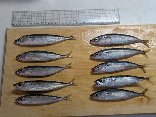 サバの釣果