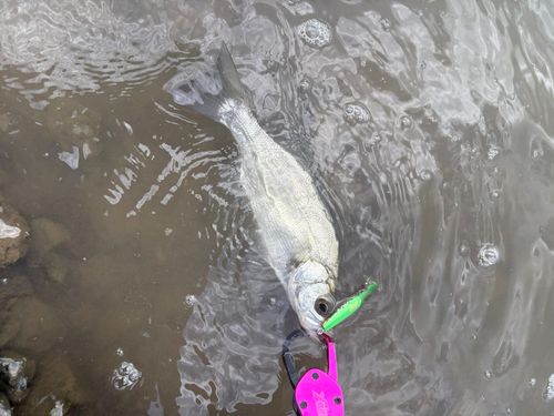 セイゴ（ヒラスズキ）の釣果