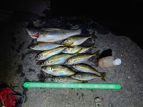 マアジの釣果
