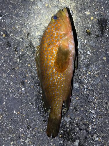 アコウの釣果