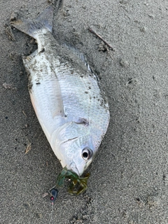 キビレの釣果