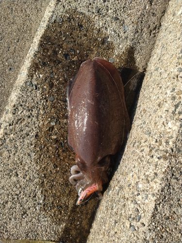 コウイカの釣果