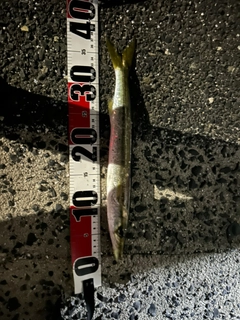 カマスの釣果