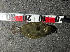 ヒラメの釣果