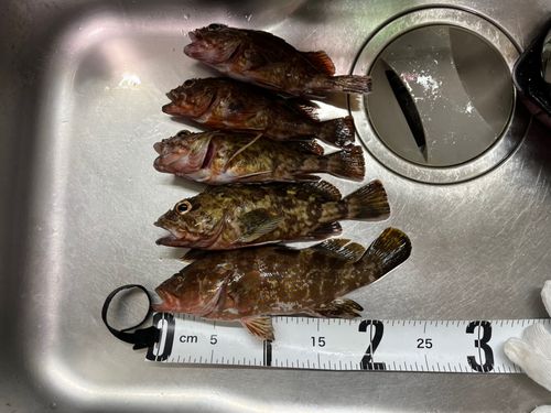 アコウの釣果