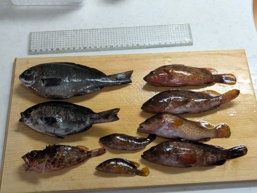 アコウの釣果