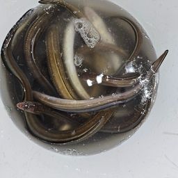 アナゴ