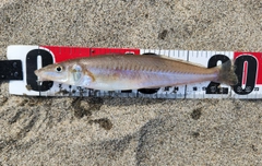シロギスの釣果