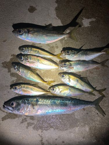 アジの釣果