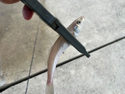 シロギスの釣果