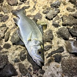 セイゴ（マルスズキ）