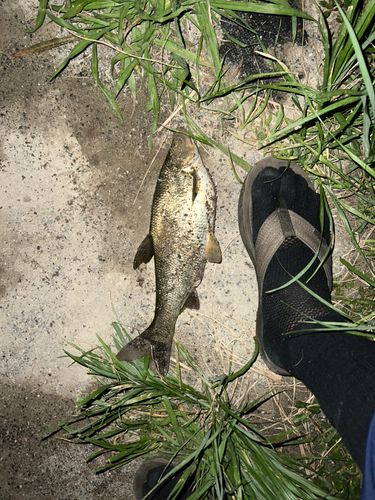 ワタカの釣果