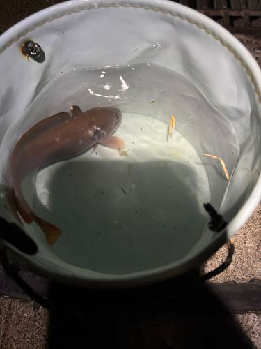 クサウオの釣果