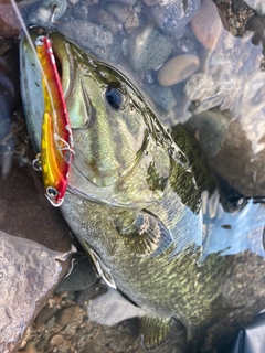 スモールマウスバスの釣果