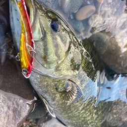 スモールマウスバス