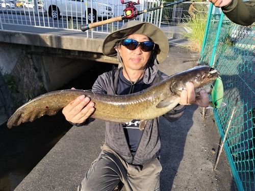 マナマズの釣果