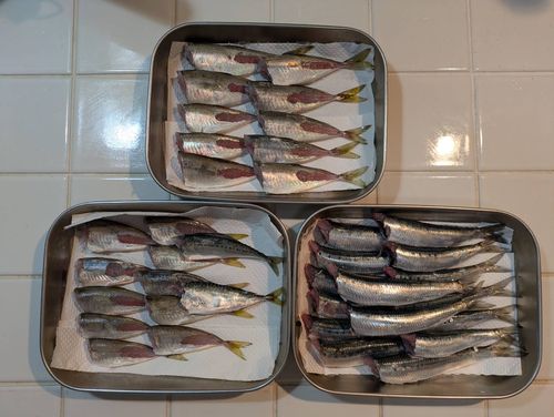 イワシの釣果