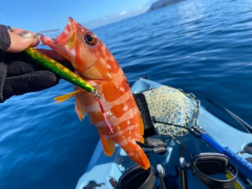 アカハタの釣果