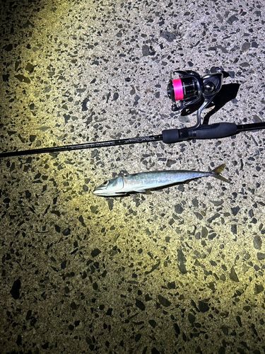 サバの釣果