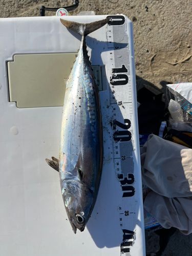 ソウダガツオの釣果