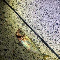 アジ