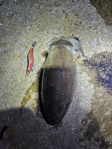 コウイカの釣果