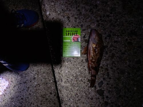 カサゴの釣果